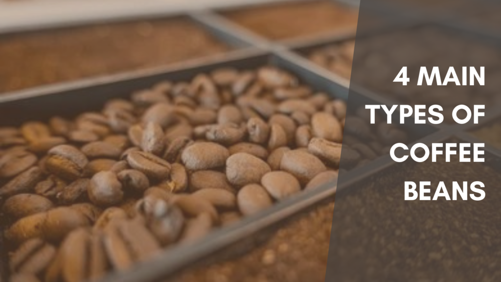 What Are the 4 Main Types of Coffee Beans?