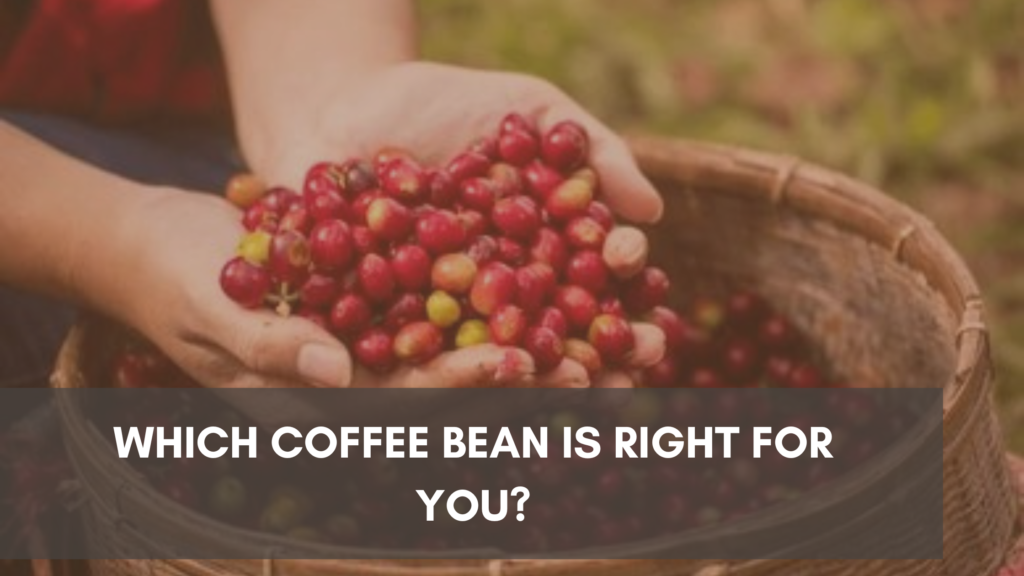 Which Coffee Bean Is Right for You?